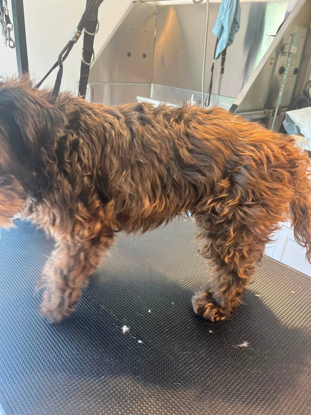 A curly brown dog standing on the grooming table