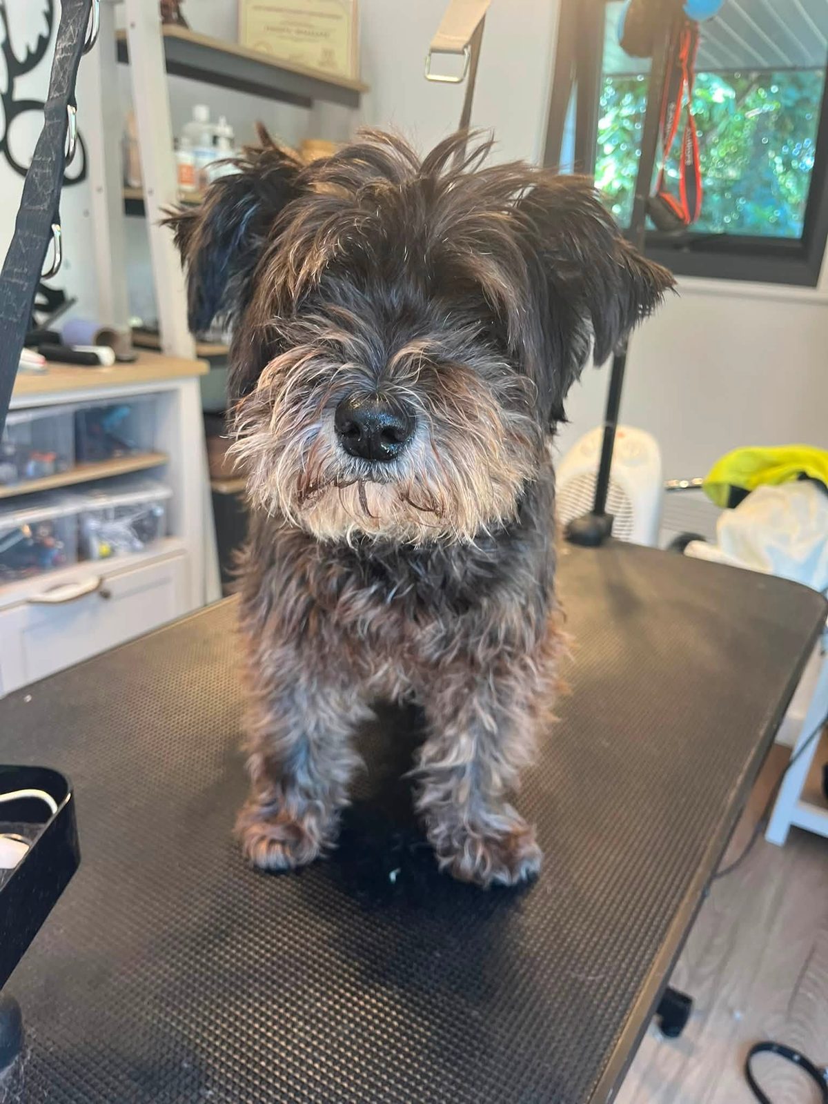 A shaggy grey and black terrier cross on the grooming table