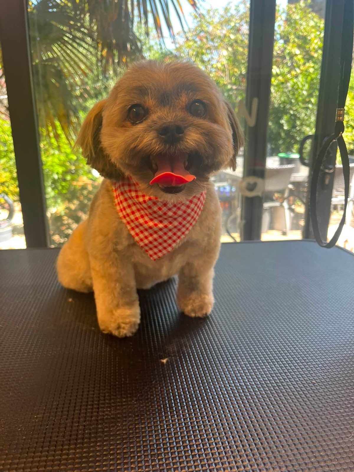 An apricot dog with a teddy-bear face in a red gingham bandana on the grooming table
