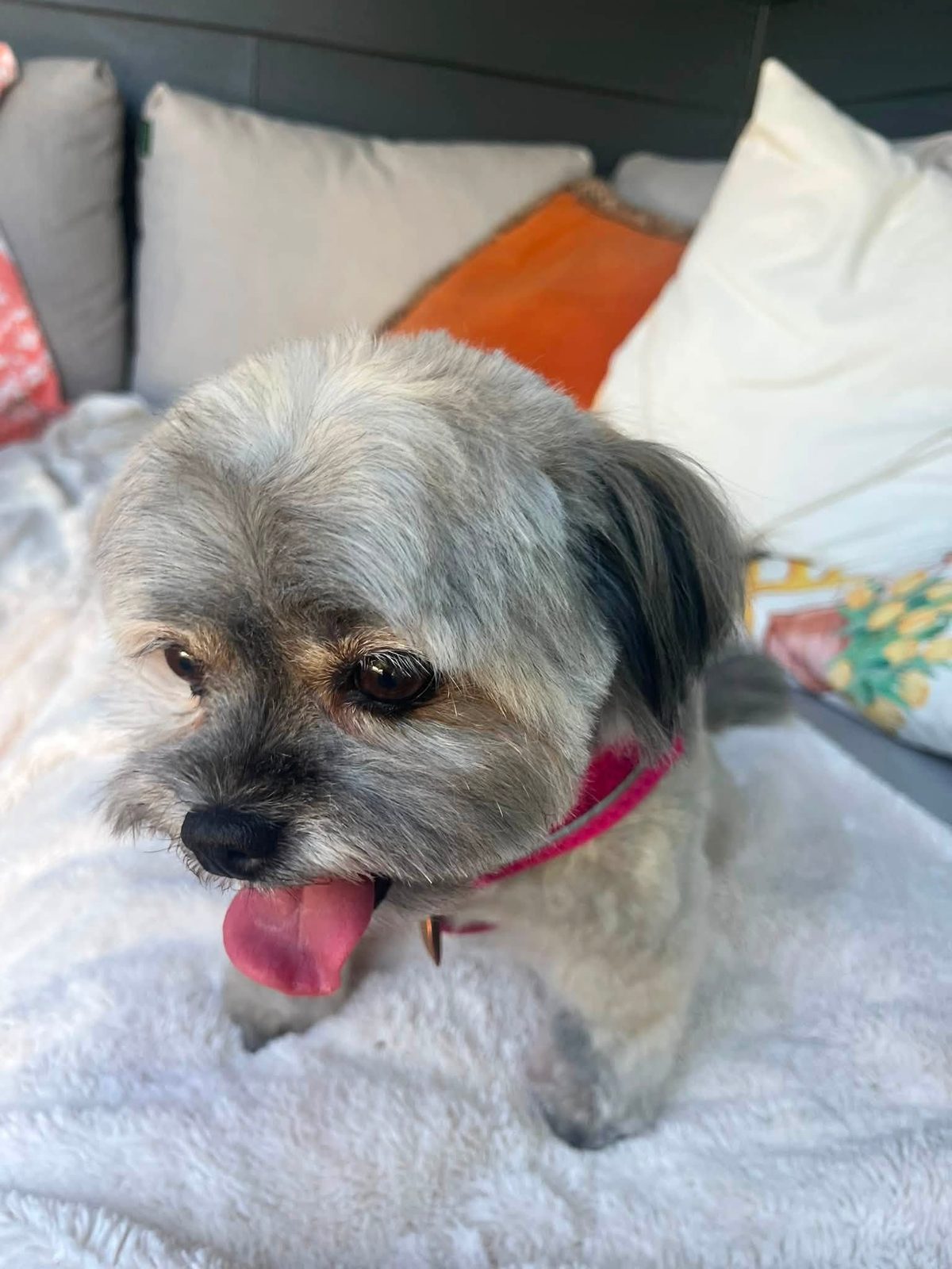 A grey and white Shih Tzu relaxing on a sofa with cushions
