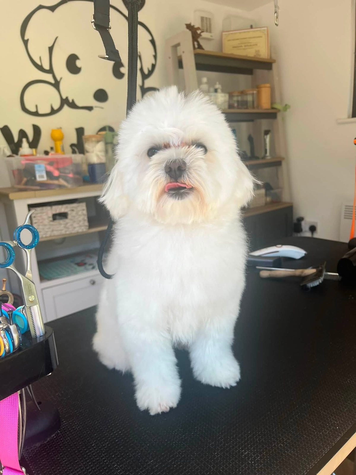 A fluffy white dog on the grooming table in front of the welcome sign on the grooming room wall