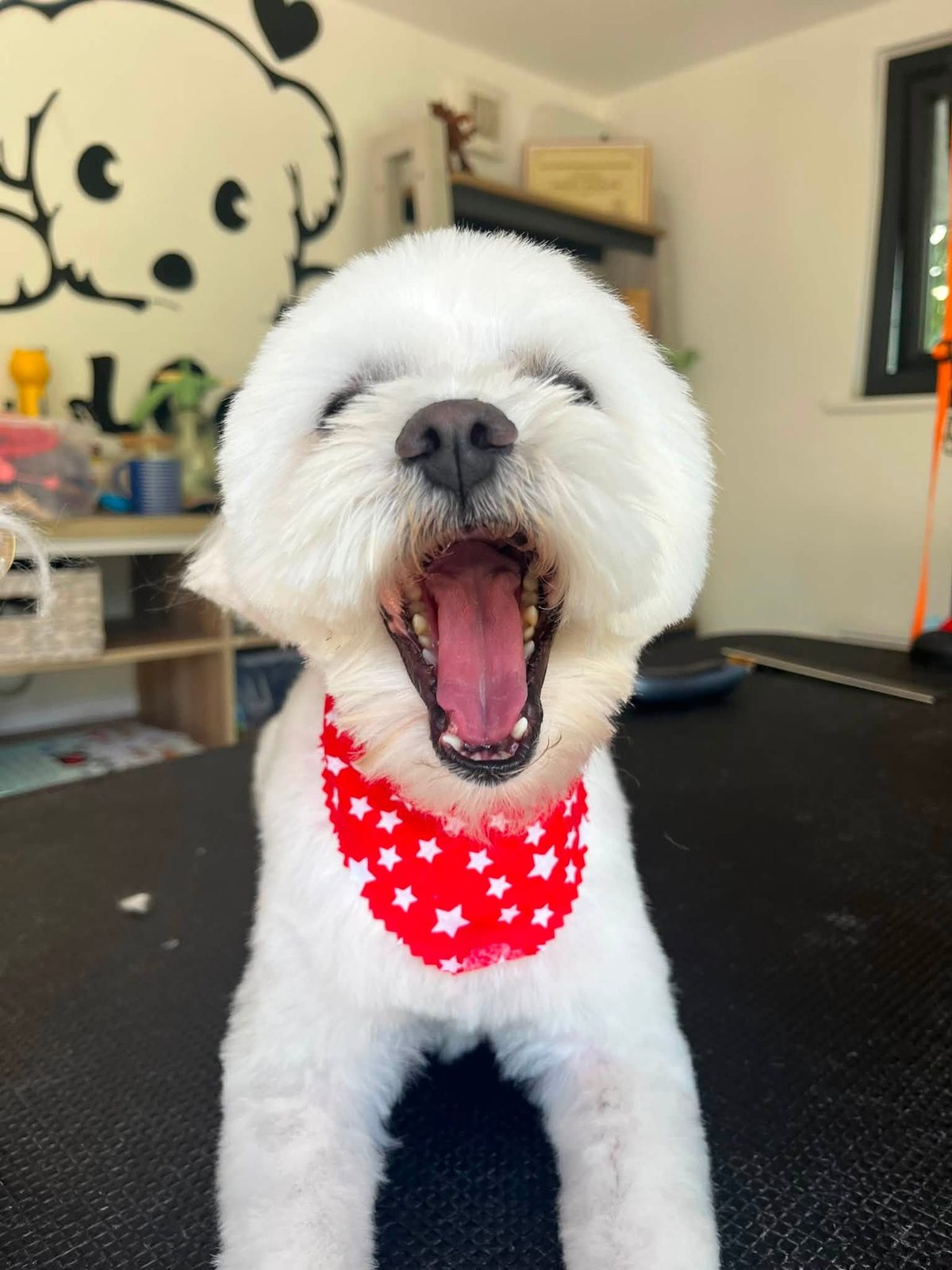 A fluffy white dog in a red star bandana, caught mid-yawn