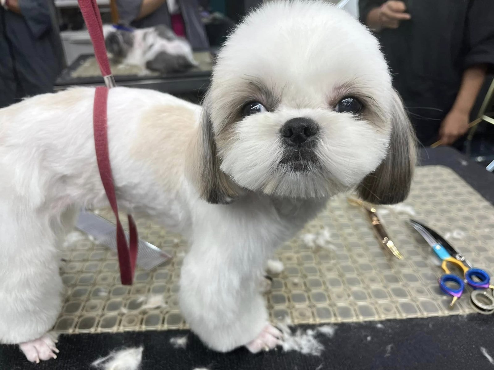 A Shih Tzu with a rounded teddy face on the grooming table, scissors beside it