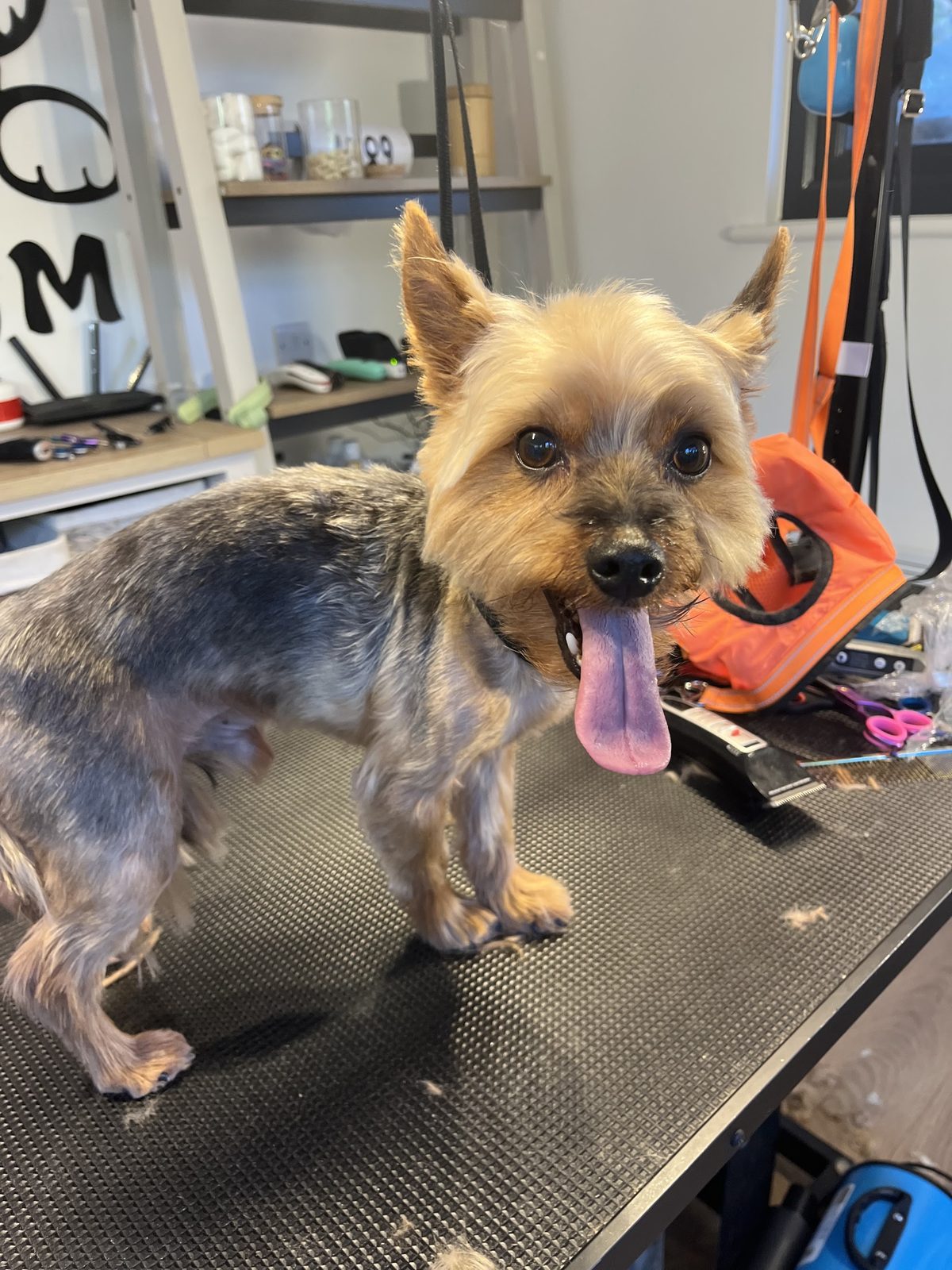A Yorkshire terrier with its tongue out on the grooming table
