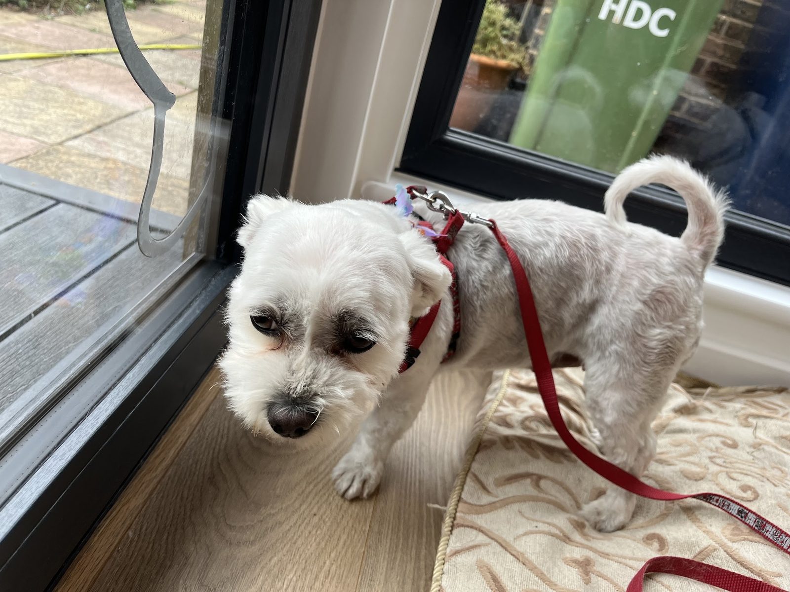 A small white dog on a red lead standing by the patio door