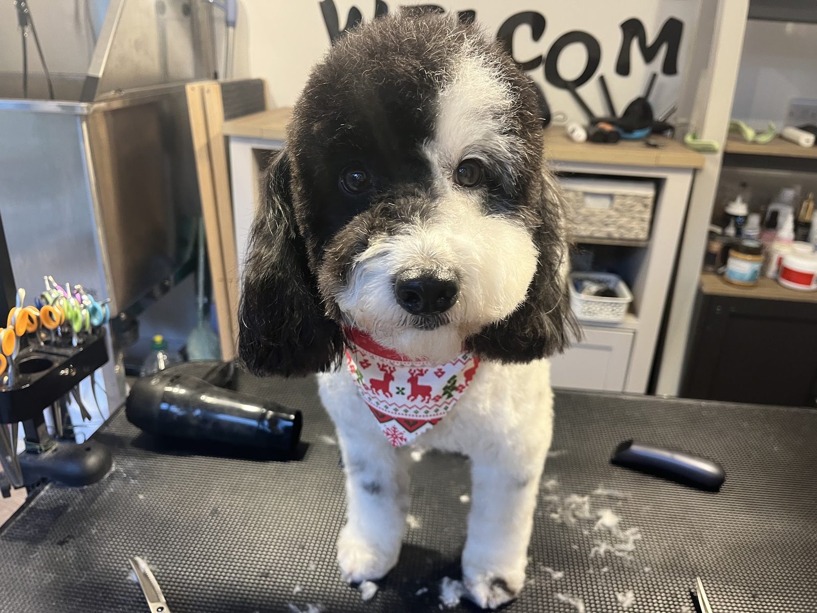 A black and white doodle in a festive bandana on the grooming table, the welcome sign behind