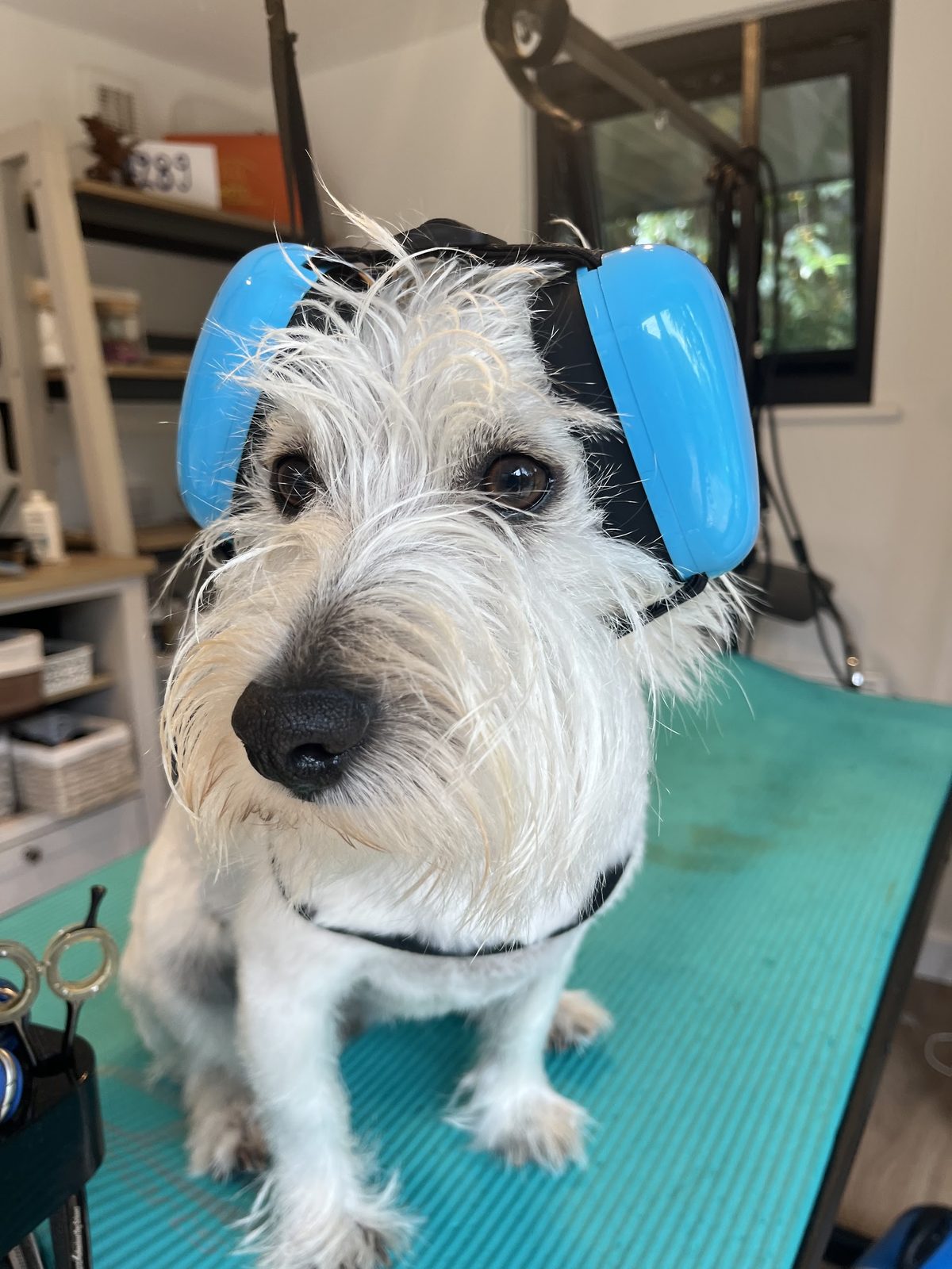 A scruffy white terrier wearing blue ear defenders on the teal grooming table