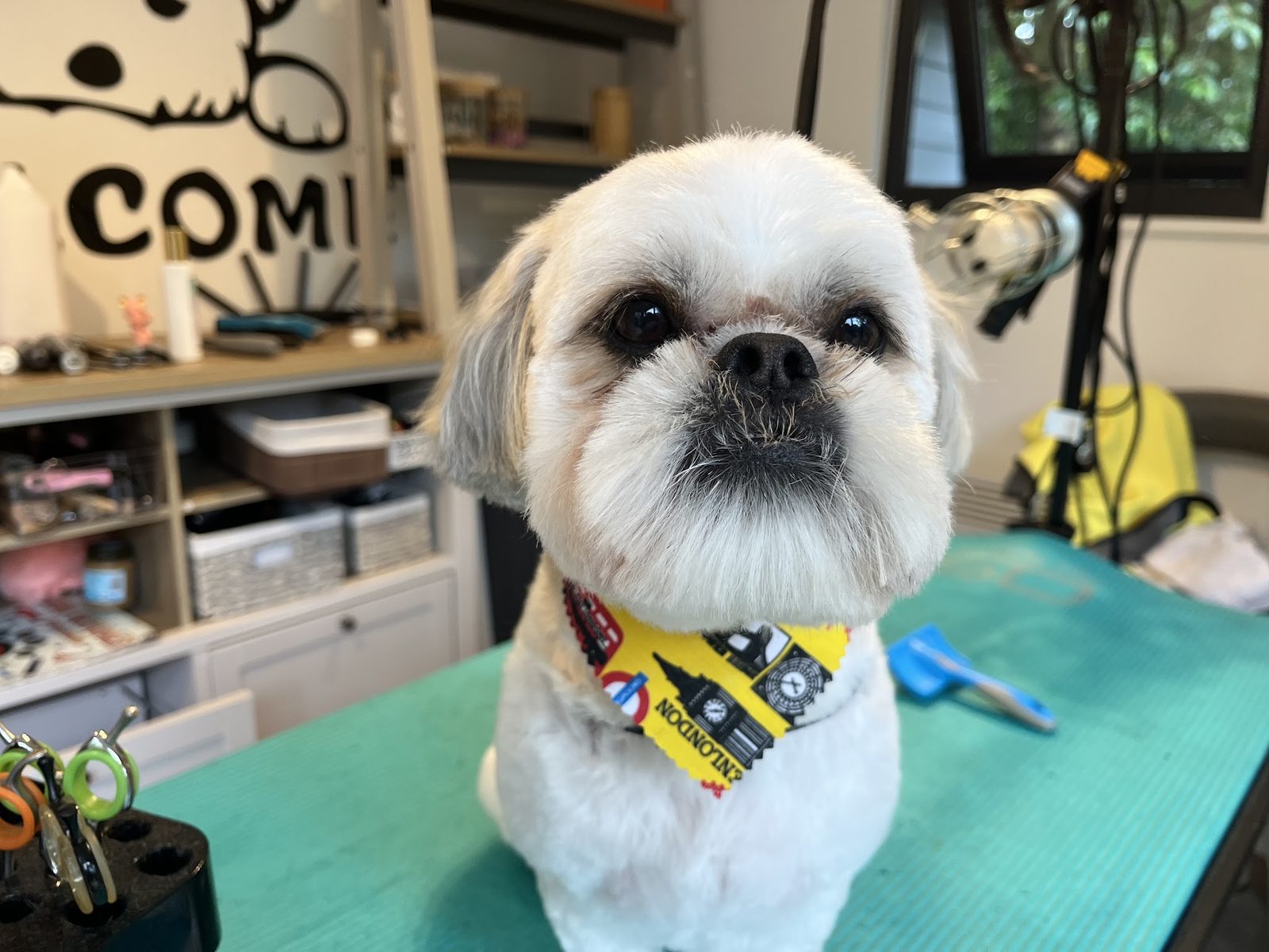 A white Shih Tzu in a yellow bandana on the teal grooming table